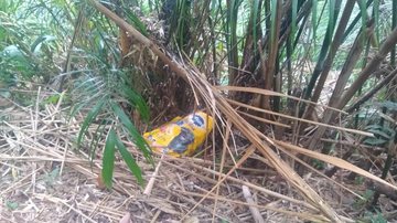 Cachorro morto é encontrado na trilha da praia Brava, em Caraguatatuba (SP) - Foto: Giliard Ferreira