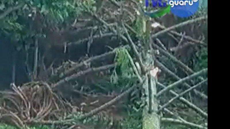 Registro da câmara de videomonitoramento é do  exato momento que o homem vestido de cinza muda de direção e a árvore de 15m de altura desaba bem onde ele estava - Reprodução/ Guaru TV