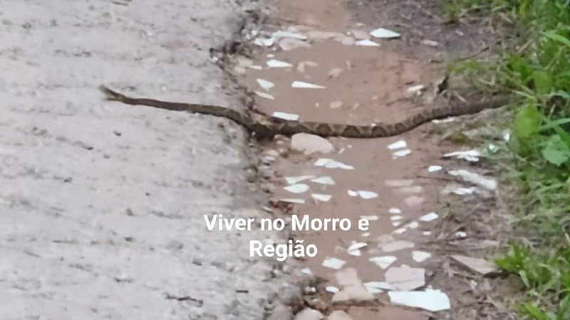 Víbora da espécie jararaca que apareceu em morro de Santos, há menos de 15 dias CAPA - Cobra venenosa aparece em morro de Santos e assusta moradores - Imagem: Reprodução / Viver no Morro e Região - Santos