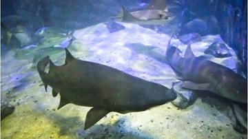 Tubarão mangona Aquário de Ubatuba comemora Dia Internacional da Biodiversidade - Aquário de Ubatuba