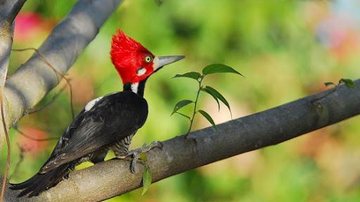 Pica-pau de topete vermelho foi visto em Ubatuba (SP) - Foto: Divulgação/ Reprodução