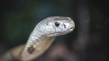 © Ivan Mattos/Zoológico de Brasília