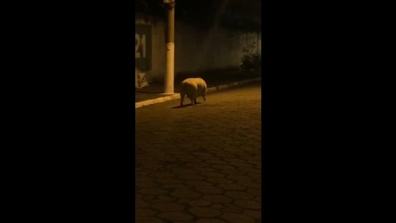 Visitante inesperado apareceu na noite desta sexta feira, quebrando o cotidiano de moradores da região CAPA - Porco passeia em rua de São Sebastião e diverte moradores - Imagem: Reprodução / Redes Socias