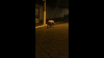Visitante inesperado apareceu na noite desta sexta feira, quebrando o cotidiano de moradores da região CAPA - Porco passeia em rua de São Sebastião e diverte moradores - Imagem: Reprodução / Redes Socias