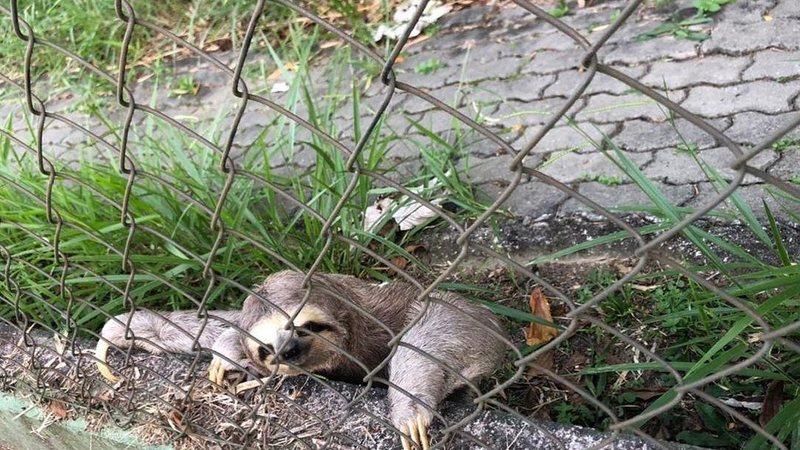 Preguiça flagrada em condomínio de São José dos Campos encanta internautas - Instagram/Revista Urbanova