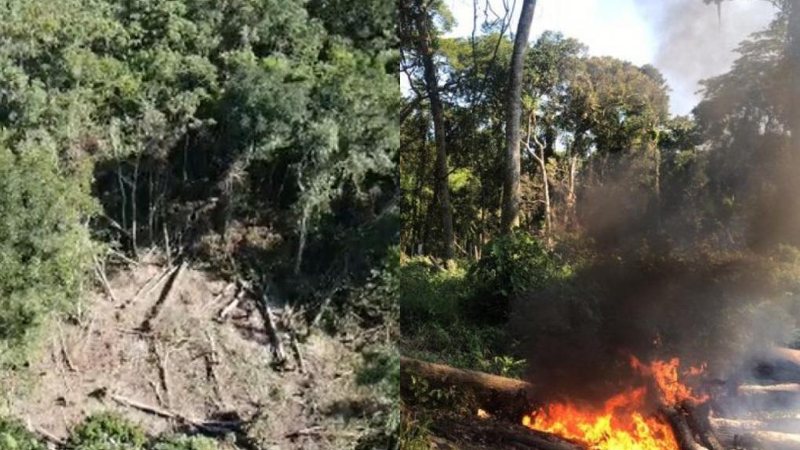 Desmatamento em área inóspita de mata protegida foi flagrado por meio do uso de drone CAPA - Desmatamento em mata protegida é flagrado em primeira operação com drone em Itanhaém (SP) - Imagem: Divulgação / Gestão Municipal de Itanhaém