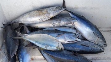 14 quilos de peixes da espécie Bonito estavam enroscados e foram doados à prefeitura municipal Polícia Ambiental apreende rede de pesca irregular em Ilhabela - Foto: Polícia Militar