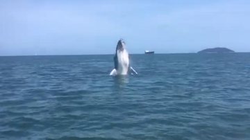 Baleia jubarte dá salto no mar de Ilhabela (SP) - Foto: Reprodução Mário Salgado (@sal_ilhabela)