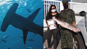 À esquerda, imagem ilustrativa do tubarão martelo; à direta, animal encontrado em São Sebastião pela PM Ambiental CAPA - Tubarão ameaçado é encontrado sem cabeça em freezer de São Sebastião (SP) - Imagens: Biólogo.com / Divulgação PM Ambiental