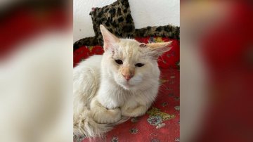 Alfredo, o gato que superou a depressão - Divulgação/ONG Viva Bicho
