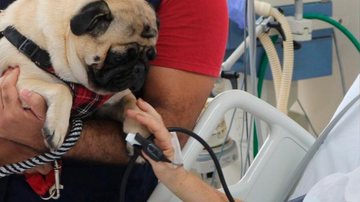 Lei autoriza visita de PETs à pacientes internados em hospitais públicos em Sorocaba (SP) - Foto: divulgação/HC