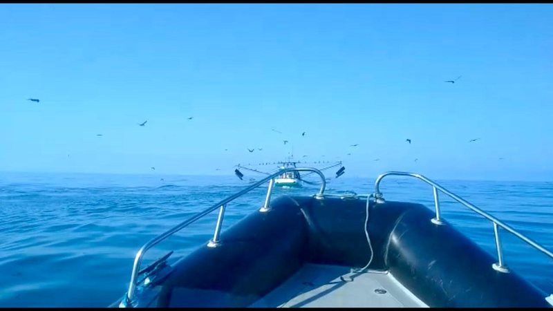 PM ambiental marítima doa 3,5 toneladas de camarão procedente de pesca irregular a sete instituições - Imagem: Divulgação / PM Ambiental