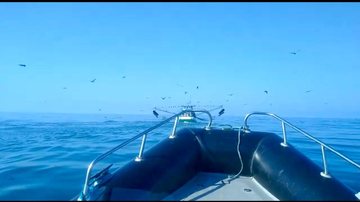 PM ambiental marítima doa 3,5 toneladas de camarão procedente de pesca irregular a sete instituições - Imagem: Divulgação / PM Ambiental
