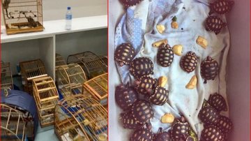Um homem foi preso em Barueri, suspeito de comercializar animais silvestres