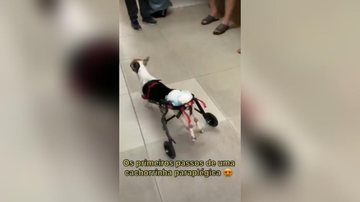 Madalena, cadela cadeirante, usando a cadeira de rodas - Reprodução/Facebook