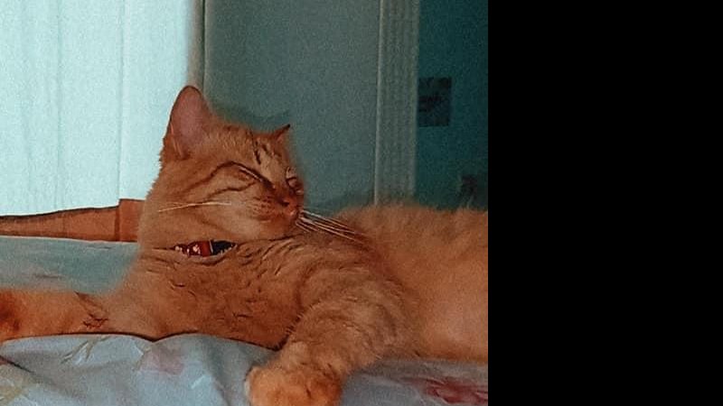 Gato Garfield desaparecido - Arquivo Pessoal