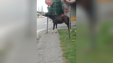 Cavalo abandonado - Reprodução\ Facebook