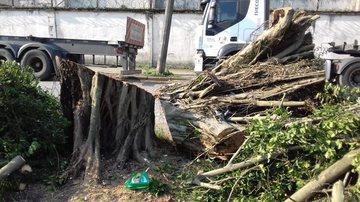 Árvores são destruídas pela prefeitura de Cubatão e munícipes protestam “Por hoje elas sobreviveram” - Foto: Junior Silva