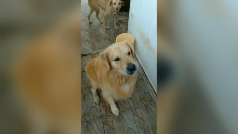 Dois cachorros perdidos em Praia Grande - Reprodução\Facebook Praia Grande Mil Grau