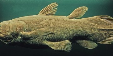 Imagem: iStock Getty Images Peixe gigante “fóssil vivo”, encontrado nas profundezas do oceano, tem gestação de 5 anos e pode viver mais de 100, descobrem cientistas - Foto: Michel Viard