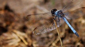 Nova espécie de libélula é descoberta em São Carlos - © Rhainer Guillermo Nascimento Ferreira/Ufscar/Direitos reservados