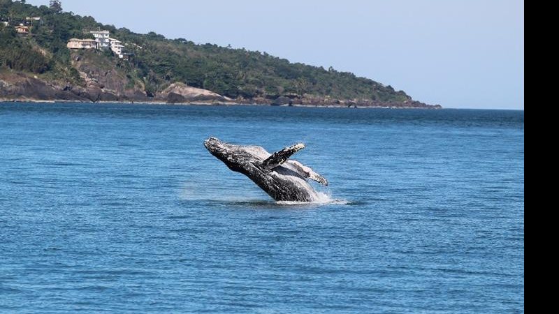 Temporada de baleias começou em Ilhabela (SP), mas é importante se atentar com as regras de avistamento - Foto: Prefeitura de Ilhabela
