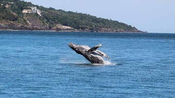 Temporada de baleias começou em Ilhabela (SP), mas é importante se atentar com as regras de avistamento - Foto: Prefeitura de Ilhabela
