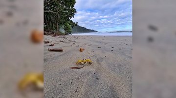 maria-farinha ubatuba - Reprodução/