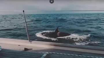 Mais de 20 baleias atacaram coordenadamente pequeno barco inglês Vídeo assustador mostra barco sendo atacado por grupo de baleias enfurecidas - Imagem: Reprodução / Youtube / SWNS