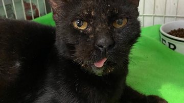 Minotauro, gato resgatado no litoral paulista - Reprodução/ONG Viva Bicho Santos