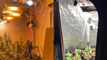 Em São Vicente, plantação de maconha é descoberta e homem é vai preso em flagrante - Foto: Polícia Civil