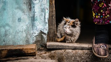 Gato/ Imagem ilustrativa - Imagem de Free-Photos por Pixabay