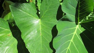 Planta intoxica família - Reprodução/Tamoio News