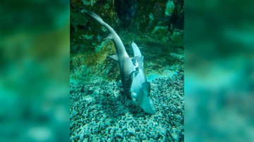 Tubarões acasalando no Aquário de Santos Tubarões-bambu acasalam no Aquário de Santos - Divulgação/Prefeitura de Santos