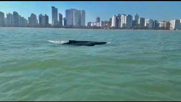 Baleia Jubarte gigante é flagrada a aproximadamente 1Km da praia de Santos (SP) - Foto: Polícia Marítima de SP