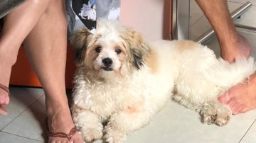Toddy Família pede ajuda para encontrar cachorrinho de idosa roubado após sequestro em Santos - Arquivo pessoal