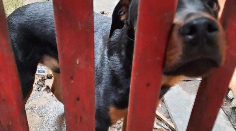 Animal estava magro e faminto Moradora de Caraguatatuba é multada por deixar cão sem comida e água - Reprodução/Polícia Militar Ambiental