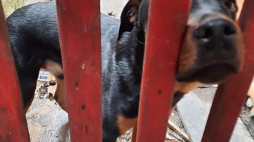 Animal estava magro e faminto Moradora de Caraguatatuba é multada por deixar cão sem comida e água - Imagem: Reprodução / Polícia Militar Ambiental