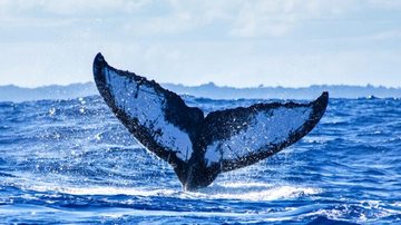 Baleias-jubarte podem ser avistadas no litoral norte de São Paulo - Foto: Projeto Baleia Jubarte