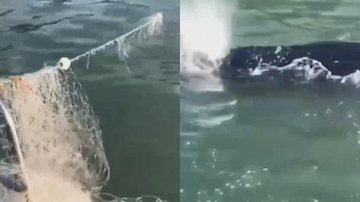 Baleia presa em rede de 1 quilômetro é salva em Praia Grande (SP); assista - Imagem: Divulgação / Polícia Militar Ambiental