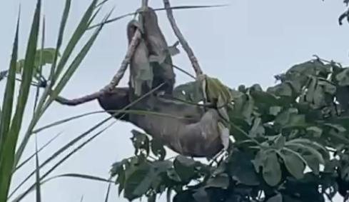 Bicho-preguiça pendurado em uma Embaúba Preguiça vira atração turística e encanta moradores e turista de Ubatuba (SP) - Reprodução/Tcheller Noticias