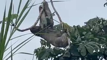 Bicho-preguiça pendurado em uma Embaúba Preguiça vira atração turística e encanta moradores e turista de Ubatuba (SP) - Reprodução/Tcheller Noticias
