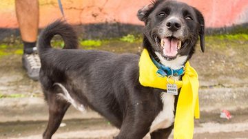 Um dos cachorrinhos que estão para adoção São Vicente realiza campanha para adoção de cachorrinhos de pelagem preta - Divulgação/Prefeitura de São Vicente