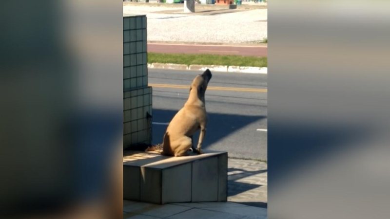 Cachorro abandonado lamentando - Reprodução/Facebook