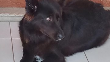Safira, cadela perdida em Ubatuba - Reprodução/Facebook