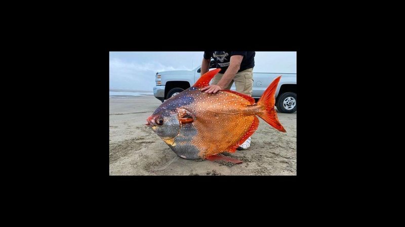 Peixe raro de 45 kg encalha em praia dos EUA - Imagem: Reprodução / Seaside Aquarium