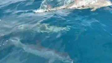 Golfinhos escoltam viatura - Divulgação/PMESP