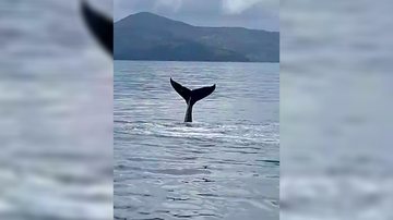 Baleia jubarte dá diversos saltos no mar da praia do Flamengo, em Ubatuba (SP) - Reprodução/redes sociais