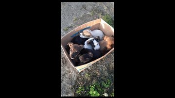 Filhotes foram abandonados em São Vicente comoveram moradores “Frio e Fome”: Seis cães abandonados à própria sorte comovem e indignam moradores de São Vicente (SP) - Imagem: Reprodução / Facebook / Adote um Amigo (Santos e Região)
