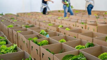 Kits de hortifrúti são distribuídos a entidades de Bertioga (SP) por meio do projeto Cesta Verde - Foto: Divulgação PMB